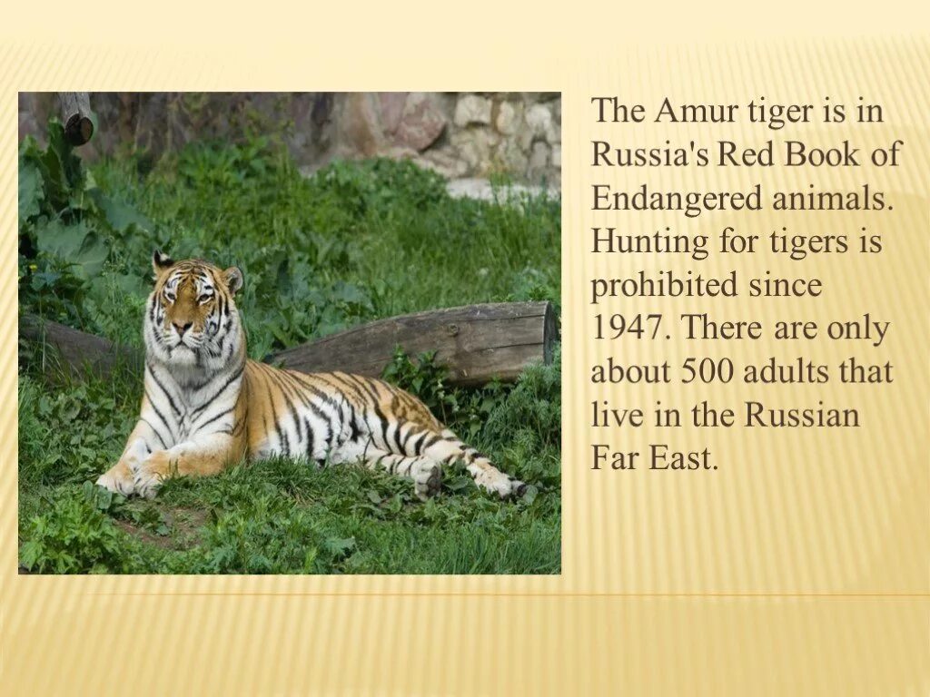 Животные красной книги на английском языке. Презентация о тиграх. Проект по английскому языку про тигра. Исчезающие животные на английском.