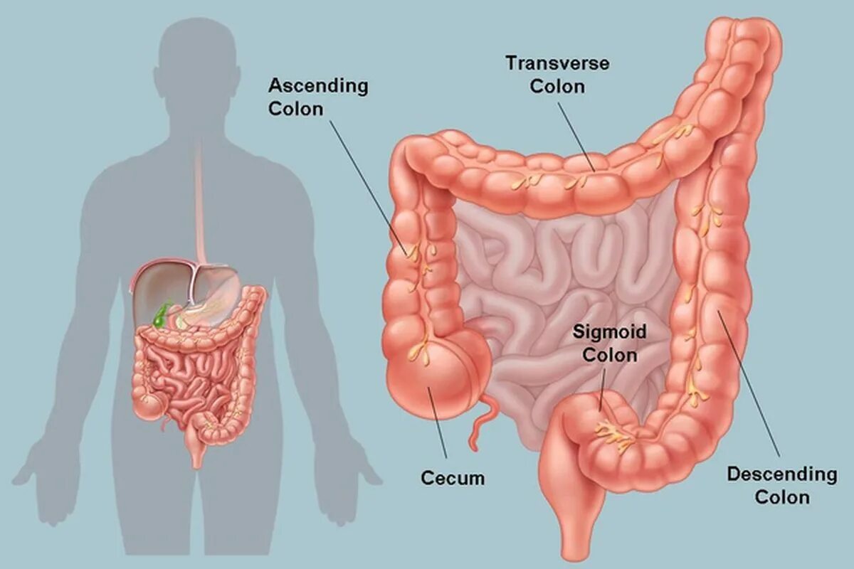 Сигмовидная кишка анатомия человека. Ободочная толстая кишка анатомия. Кишечник сигмовидная сигмовидная кишка. Слепая кишка и сигмовидная кишка. Боль в слепой кишке