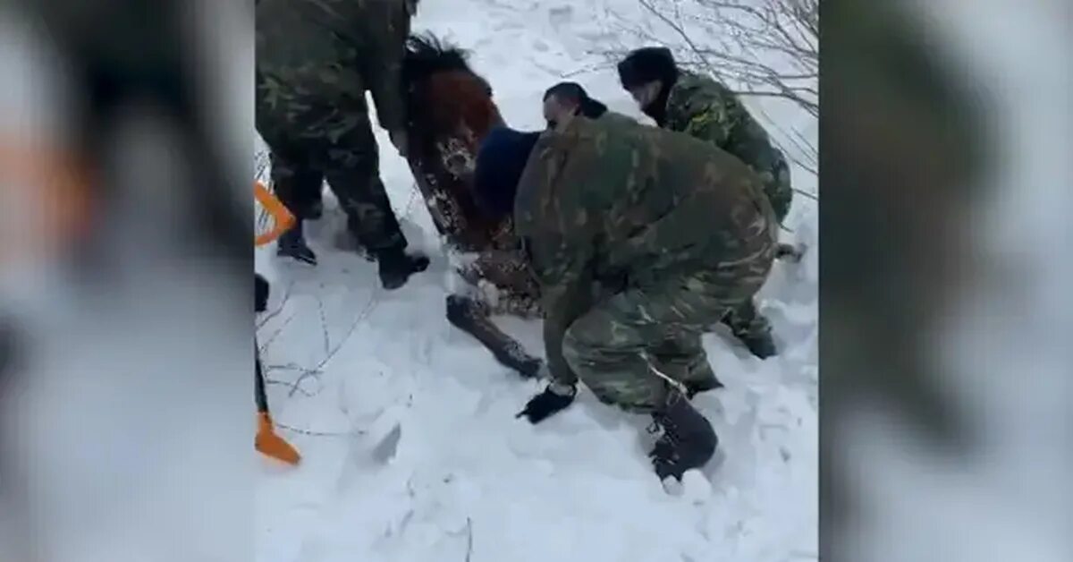 Спасли замерзшего ребенка. Курсанты спасли замерзающую лошадь. погибшие курсанты в казахстане. замерзли кони в бурятии. курсанты мчс спасли инвалида.