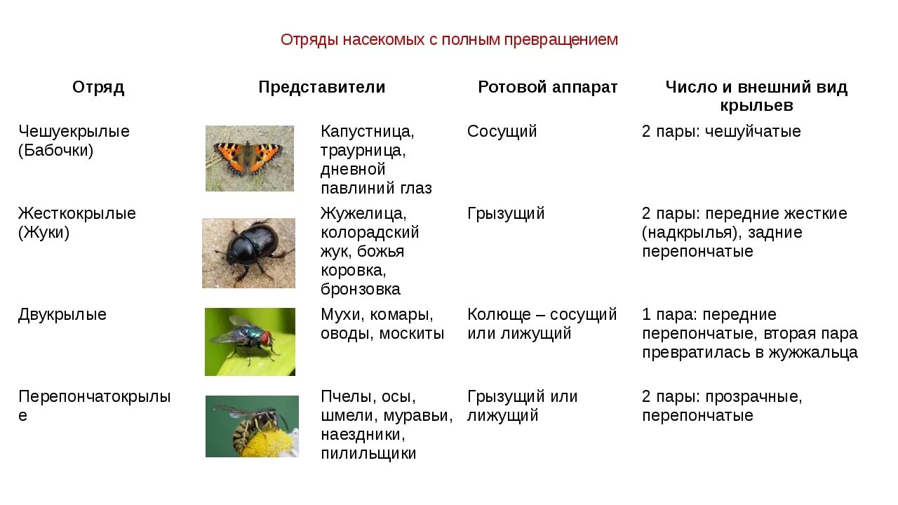 Насекомые сходства и различия. Отряды с полным и неполным превращением. Отряды насекомых с полным и неполным превращением. Класс насекомые отряды с полным превращением. Представители класса насекомых с полным превращением.