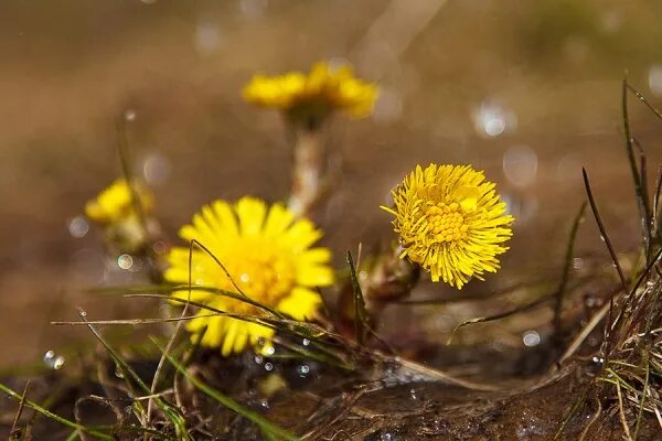 лилиан стоун учительница. какая статья мачеха с утра до ночи заставляет золушку трудиться. мать и мачеха цветок. легенда о цветке мать и мачеха. одуванчики в вазе.