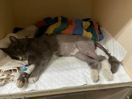 Новости о коте твиксе
