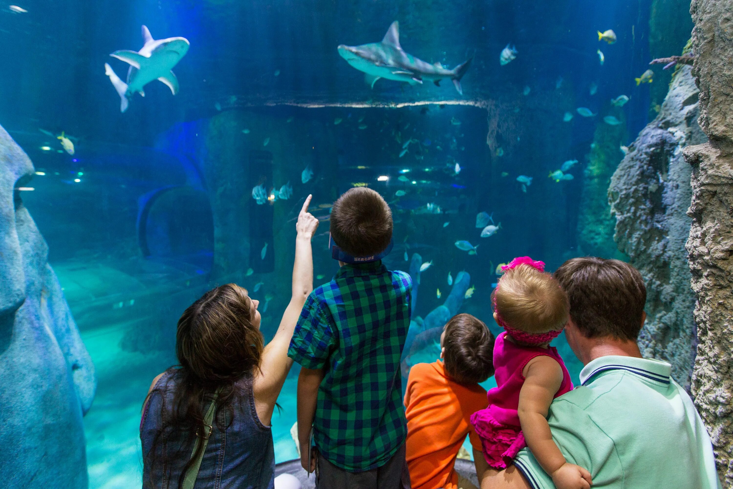 Хельсинки аквариум Sealife. Краснодарский океанариум Ocean Park. Берлинский зоопарк океанариум. Экскурсия в океанариум.