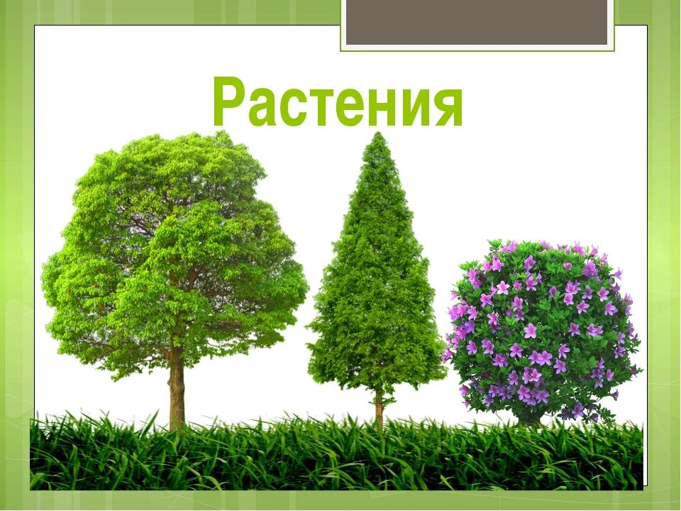 Деревья кусты травы. Деревья и кустарники. деревья и кустарники для детей. деревья кустарники травы. деревья и кустарники в детском саду.
