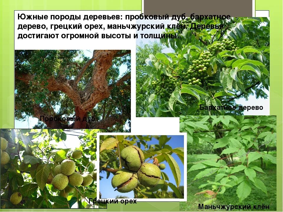 Орех маньчжурский - juglans mandshurica плод. Маньчжурский орех лечебные св ва. Маньчжурский орех польза и вред для организма. Дальний восток маньчжурский орех. Маньчжурский орех и грецкий орех разница.