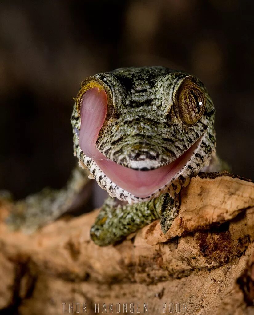 Страшная ящерица. Uroplatus fimbriatus. Мадагаскарский плоскохвостый геккон. Мадагаскарский Земляной геккон. Геккон уроплятус.