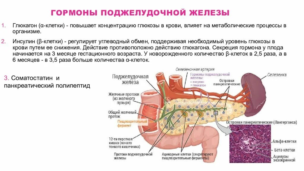 Поджелудочная железа строение функции гормоны. Эндокринная часть поджелудочной железы гормоны и функции. Структура поджелудочной железы анатомия. Клетки поджелудочной железы вырабатывающие гормоны.