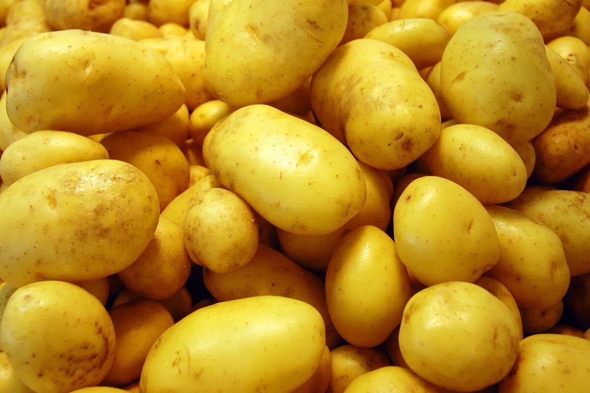 Potatoes picture. Сорта картофеля Бабяково. Картофель Артемис. Картофель Конкорд.