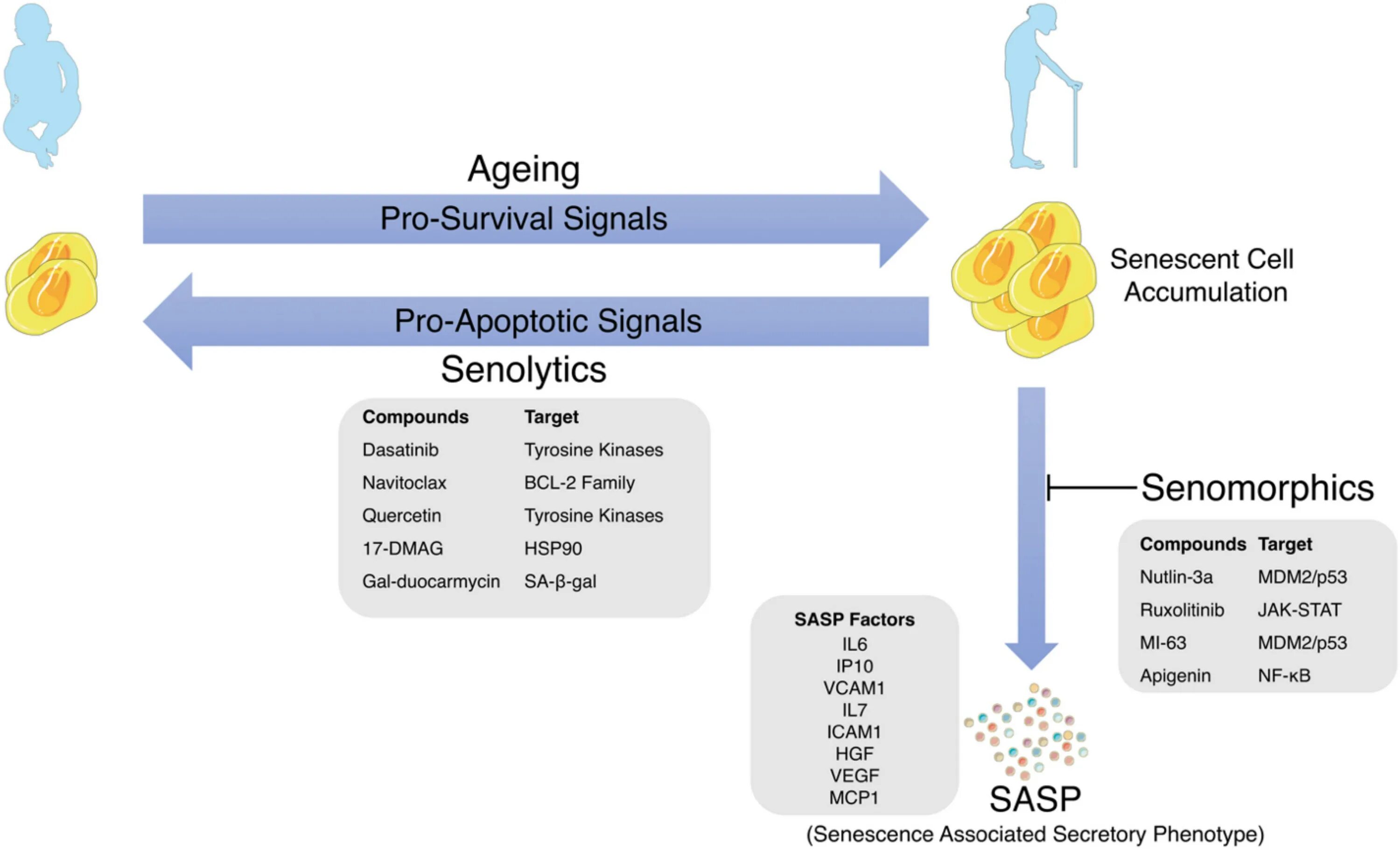 Senescence-associated secretory phenotype SASP. Сенолитики. Cellular senescence. P53 senescence.