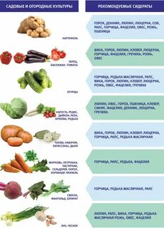 Сидераты после картофеля осенью какие