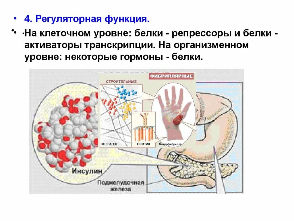 Белки биотехнологии. Белки репрессоры и активаторы. Функции белков на организменном и клеточном уровне уровне. Гормоны на клеточном уровне. Клеточный и организменный уровень функции белков.