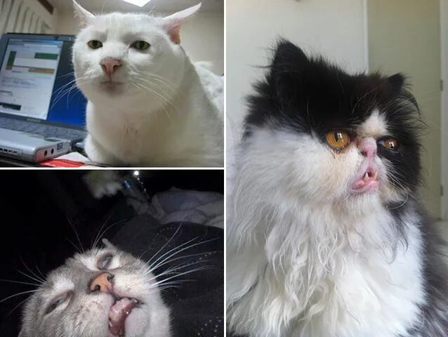 Смазанные коты