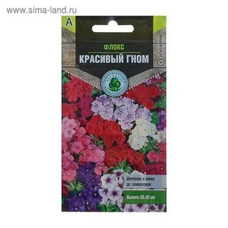 Флокс красивый гном фото