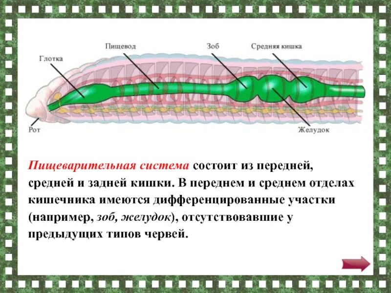 Класс Малощетинковые черви пищеварительная система. Пищеварительная дождевого червя. Сквозная пищеварительная система у круглых червей. Ма пищеварительной системы. К группе кольчатых червей относятся