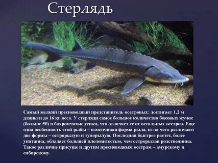 Сколько видов осетров