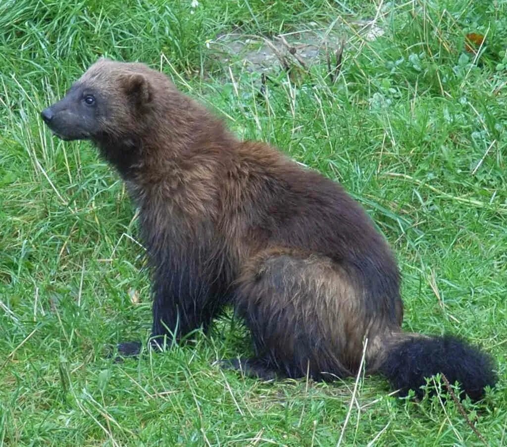 лесная куница. лесная куница. непальская куница харза. росомаха в мурманской области. росомаха тайга сибирь.