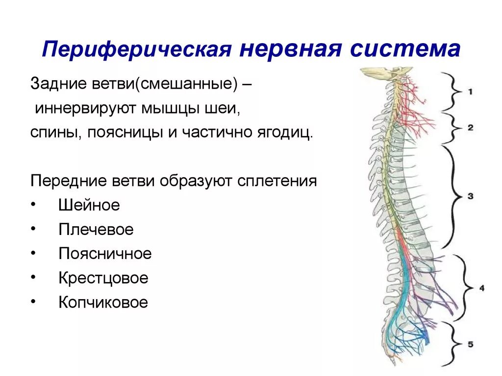 Какие органы относятся к центральной нервной системе. Периферическая НС строение функции. Структуры периферической нервной системы спинного мозга. Периферическая нервная система анатомия. ЦНС периферическая НС функции.