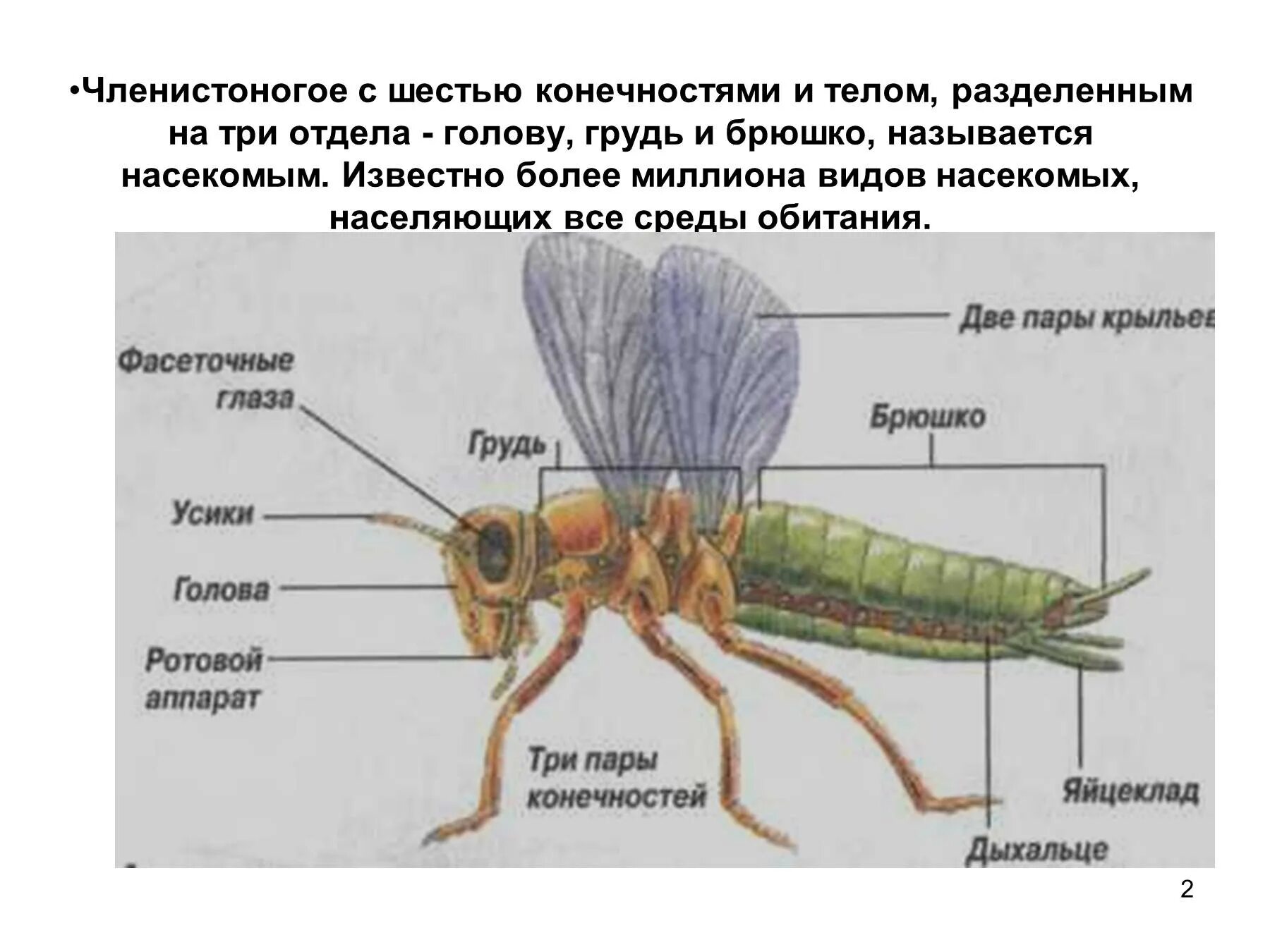 Три отдела ноги. Строение Стрекозы биология 7 класс. Биология 7 класс строение насекомых Стрекоза. Класс насекомые внешнее строение. Стрекоза строение тела.
