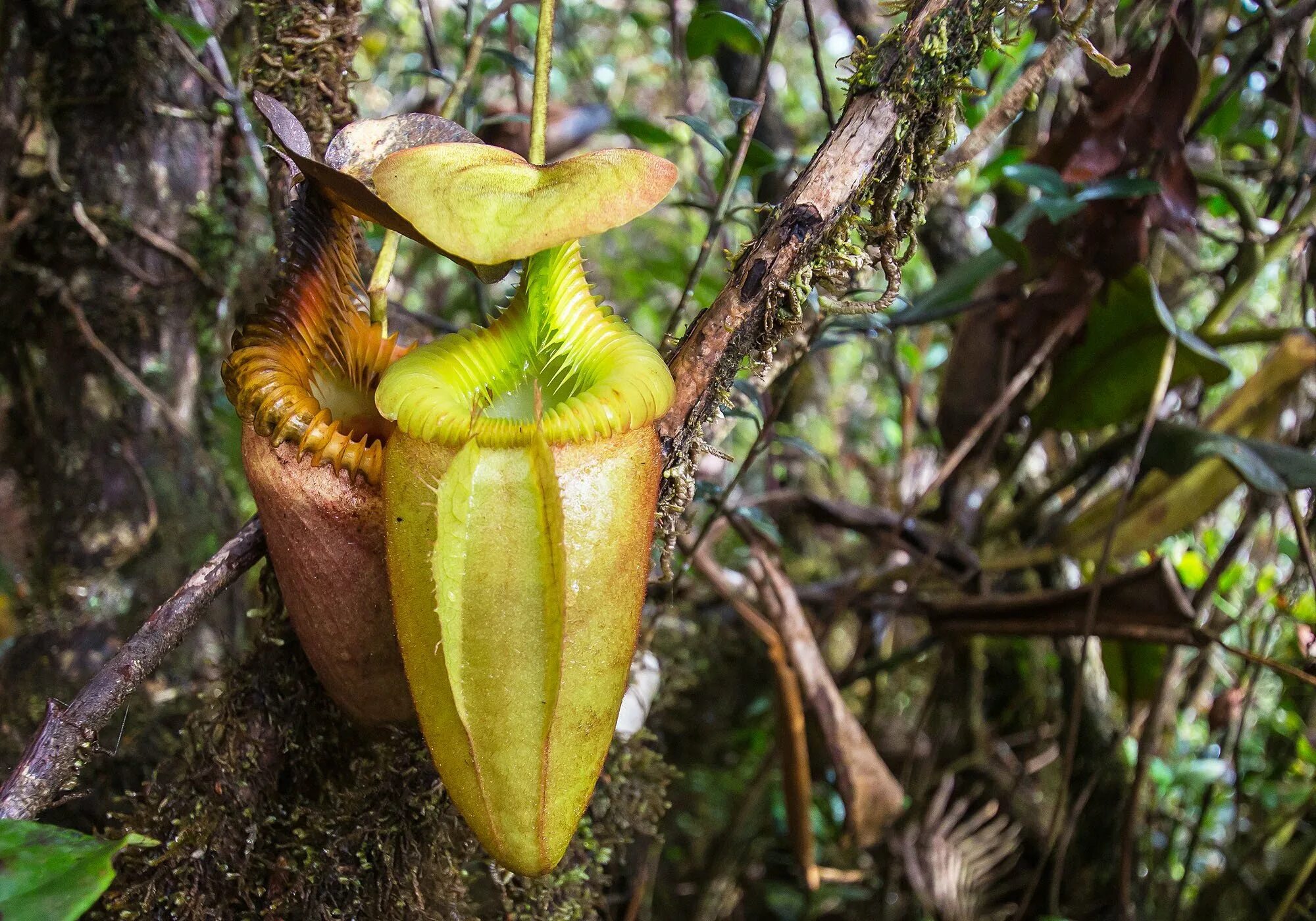 Rainforest plants. Непентес. Непентес гигантский. Непентес Аттенборо. Непентес растение с Калимантан.