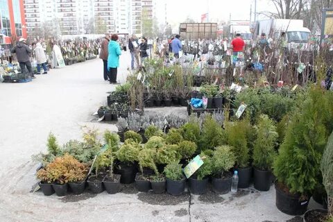 Питомник плодовое тюмень