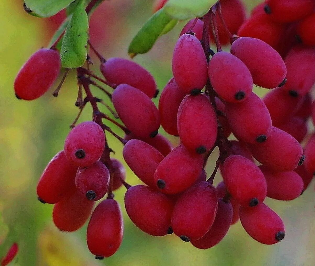 Барборис. Барбарис обыкновенный Berberis vulgaris. Барбарис обыкновенный - Bеrberis vulgаris.. Барбарис Dulcis. Барбарис съедобный куст.