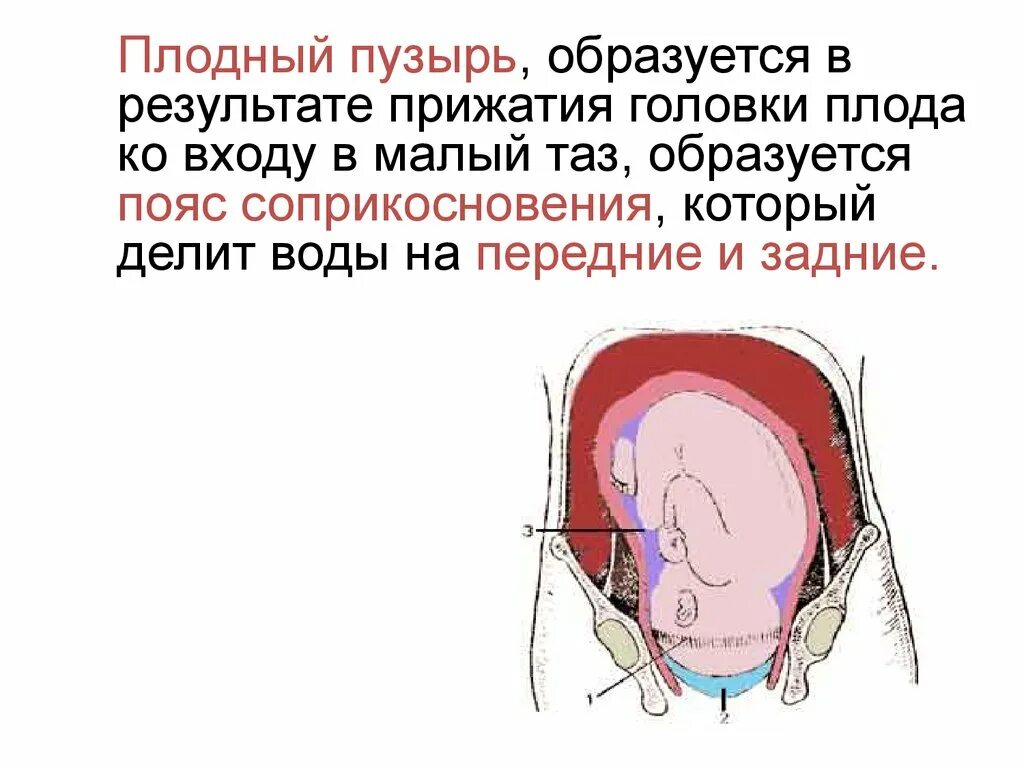 После прокола пузыря через сколько роды. Образование и функции плодного пузыря. Пояс соприкосновения в акушерстве. Пояса соприкосновения плодного пузыря.