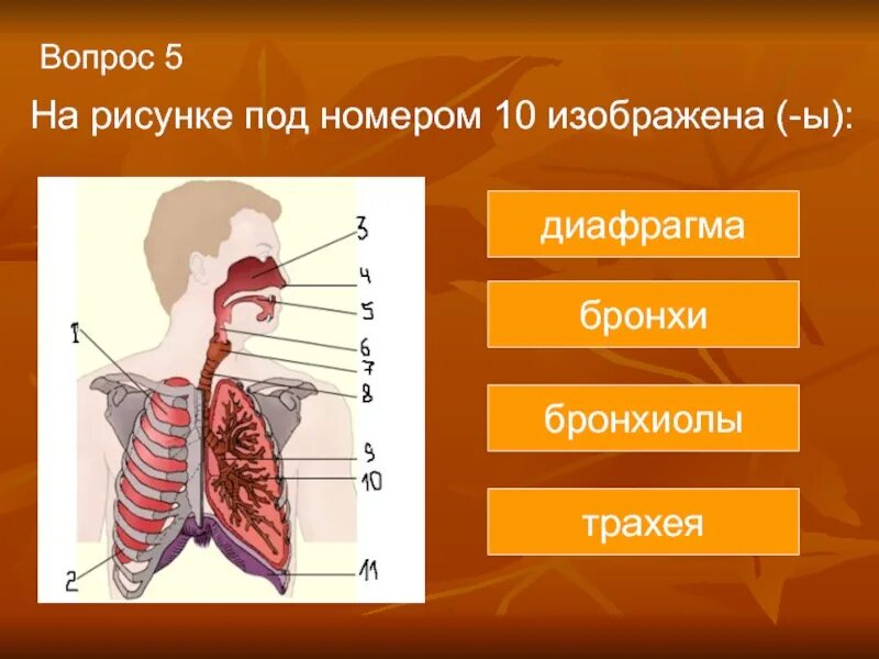 Органы обеспечивающие дыхание человека. Дыхательная система биология 8 класс. Строение дыхательной системы 8 класс. Органы дыхательной системы человека 8 класс. Органы дыхания 8 класс биология.