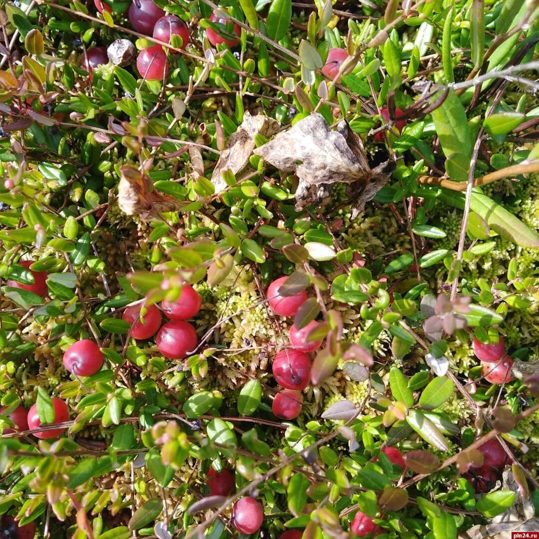 Клюква Болотная. Клюква Болотная (Vaccinium Oxycoccos. Клюква сорт Бен лир. Полистовский заповедник клюква Болотная.