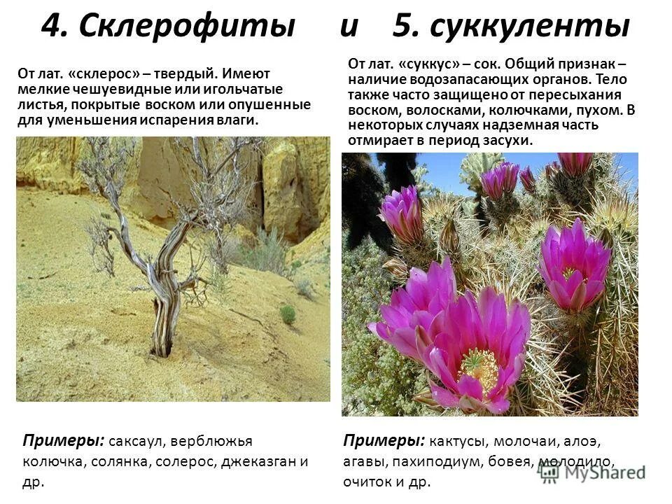 склерофиты и ксерофиты. склерофиты это. ксерофиты суккуленты и склерофиты. склерофиты примеры растений. склерофиты это.