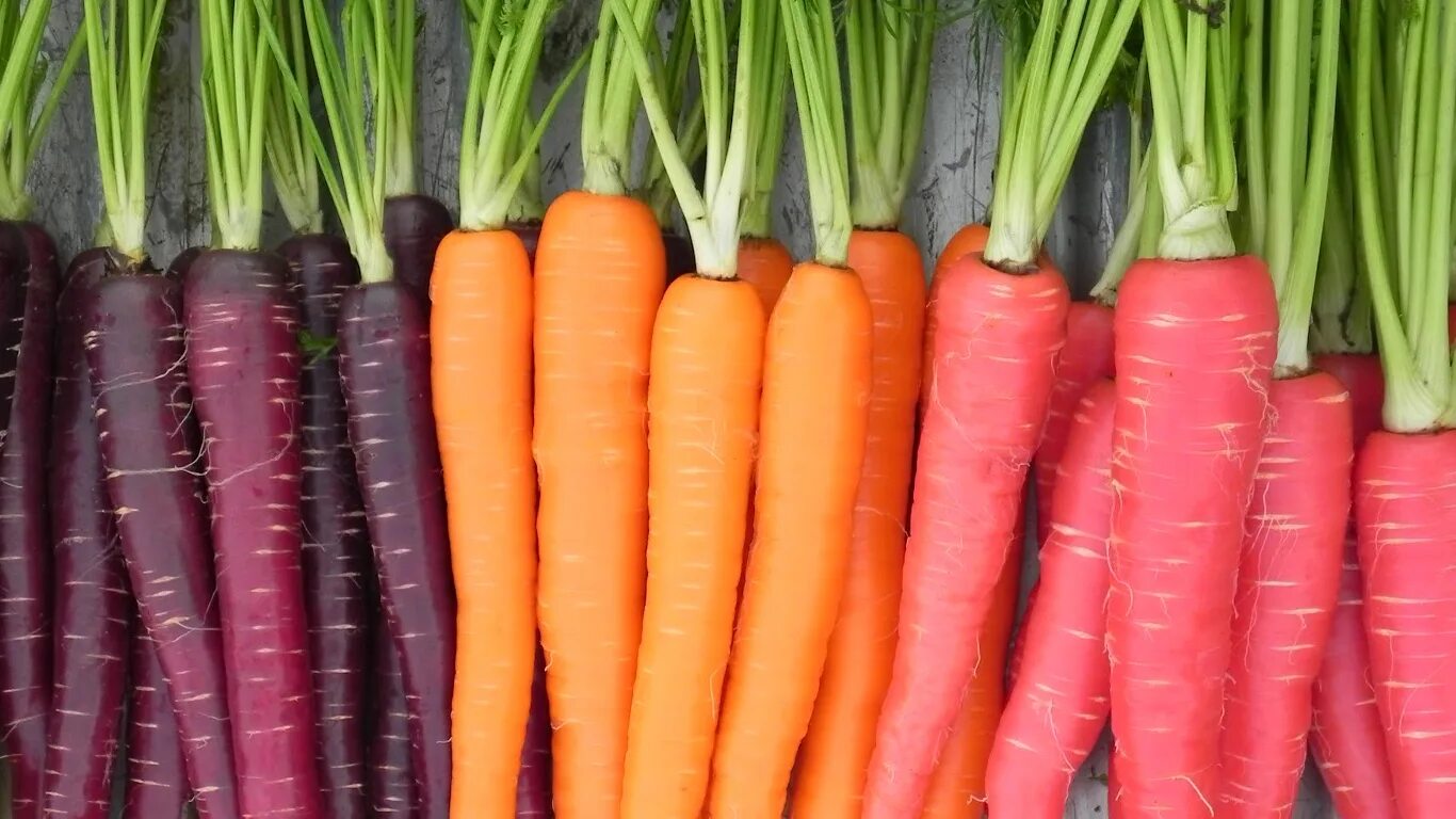 Сонник морковка. Artificial selection of Carrots.