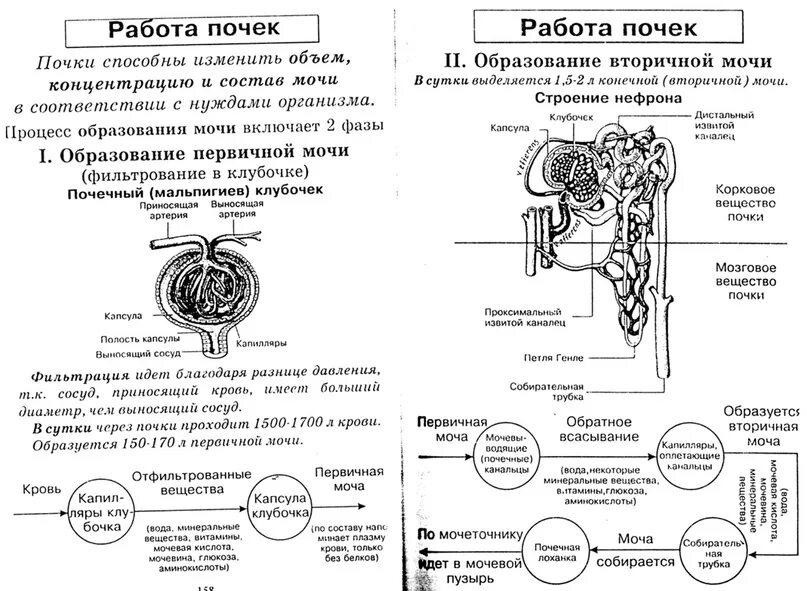 Тест мочевыделительная система 8 класс с ответами. Строение почки человека ЕГЭ по биологии. Строение почки человека ЕГЭ биология. Принцип работы почек. Таблица строение почки биология.