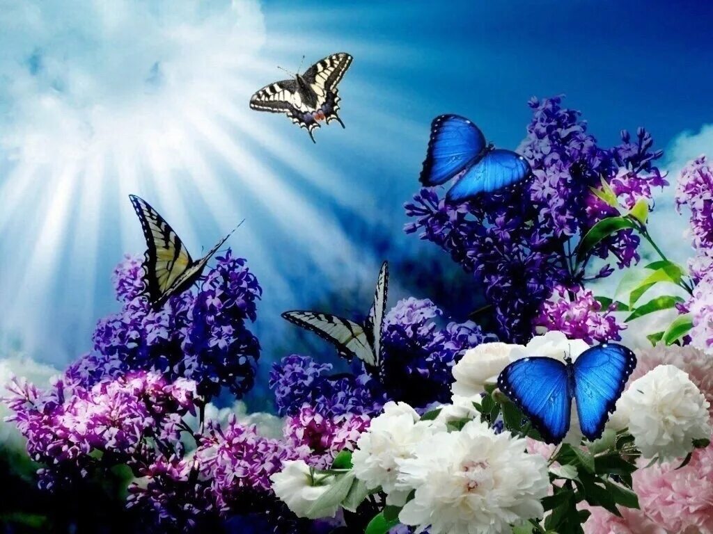 Видео бабочки и цветы. Бабочка на цветке. Порхающие цветы бабочки. Бабочки в природе. Бабочки над цветами.
