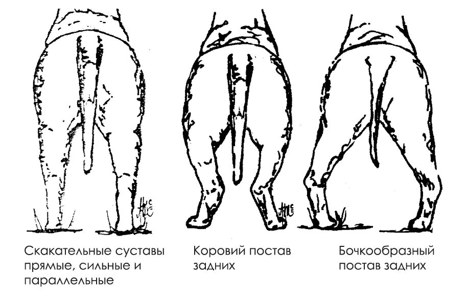 Суставы задней лапы собаки