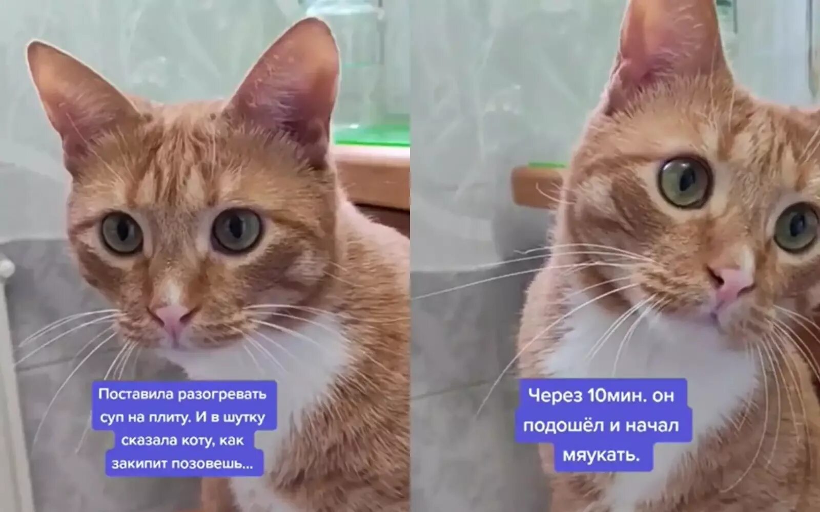 Кипи кот. Шокированный кот. мемный коты 2025. шокированный кот мем. охреневший шокированный кот.
