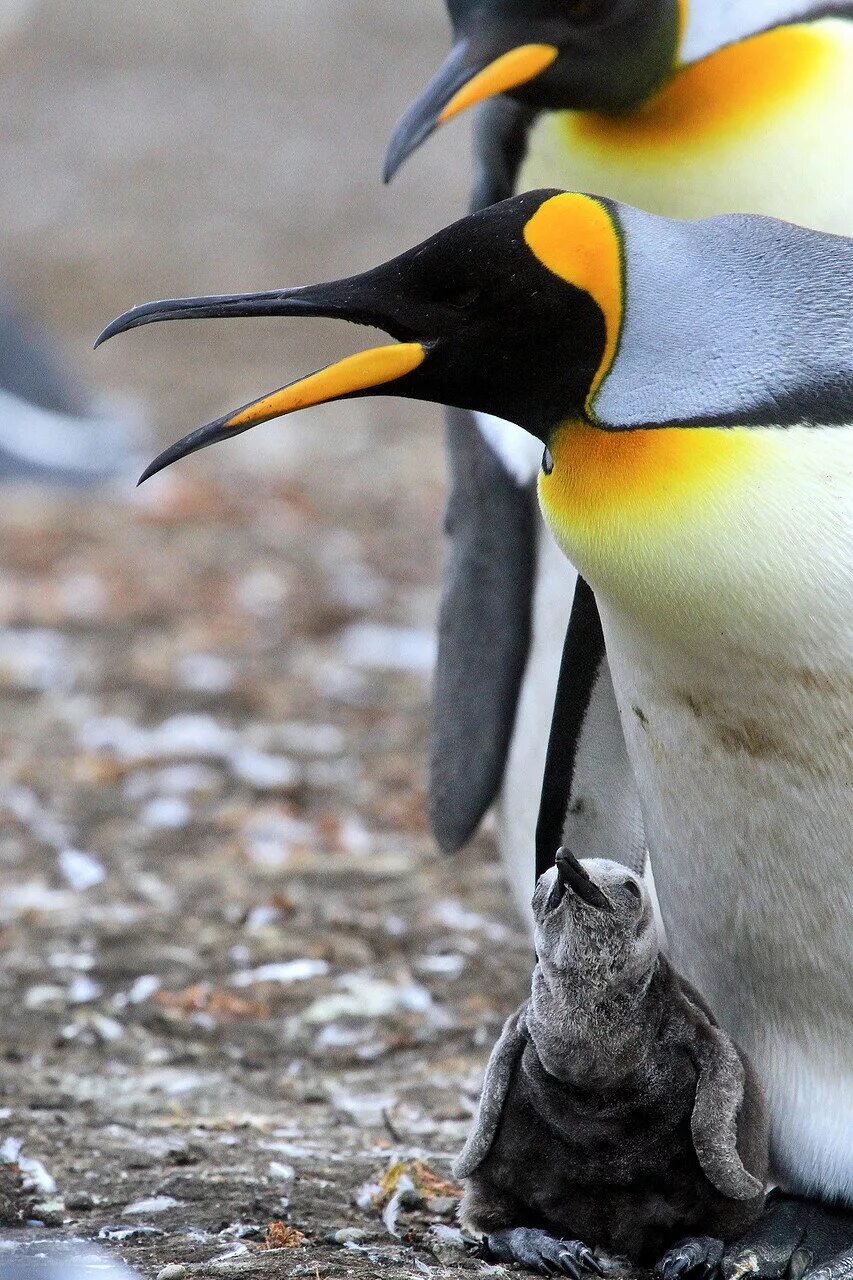Папуанский Пингвин. Папуанский Пингвин клюв. Королевский Пингвин Золотоволосый. Пингвин с желтым клювом. Какие красивые золотистые пингвины