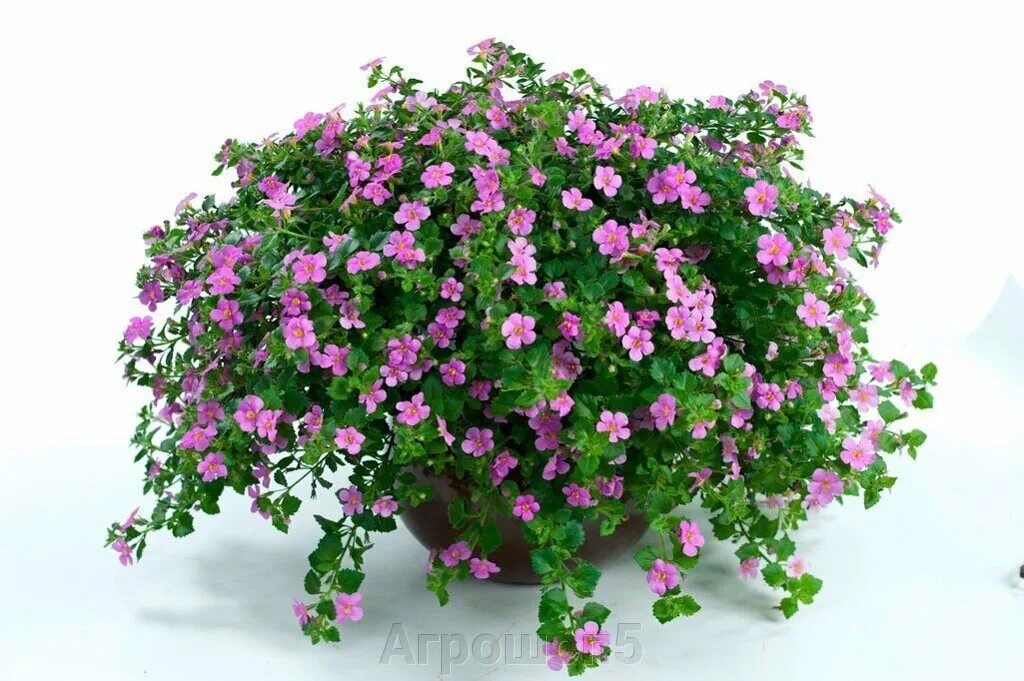 Сутера бакопа. Алиссум ампельный семена. Лобелия ежевидная ампельная. Диасция ампельная. Бакопа bacopa gulliver violet.