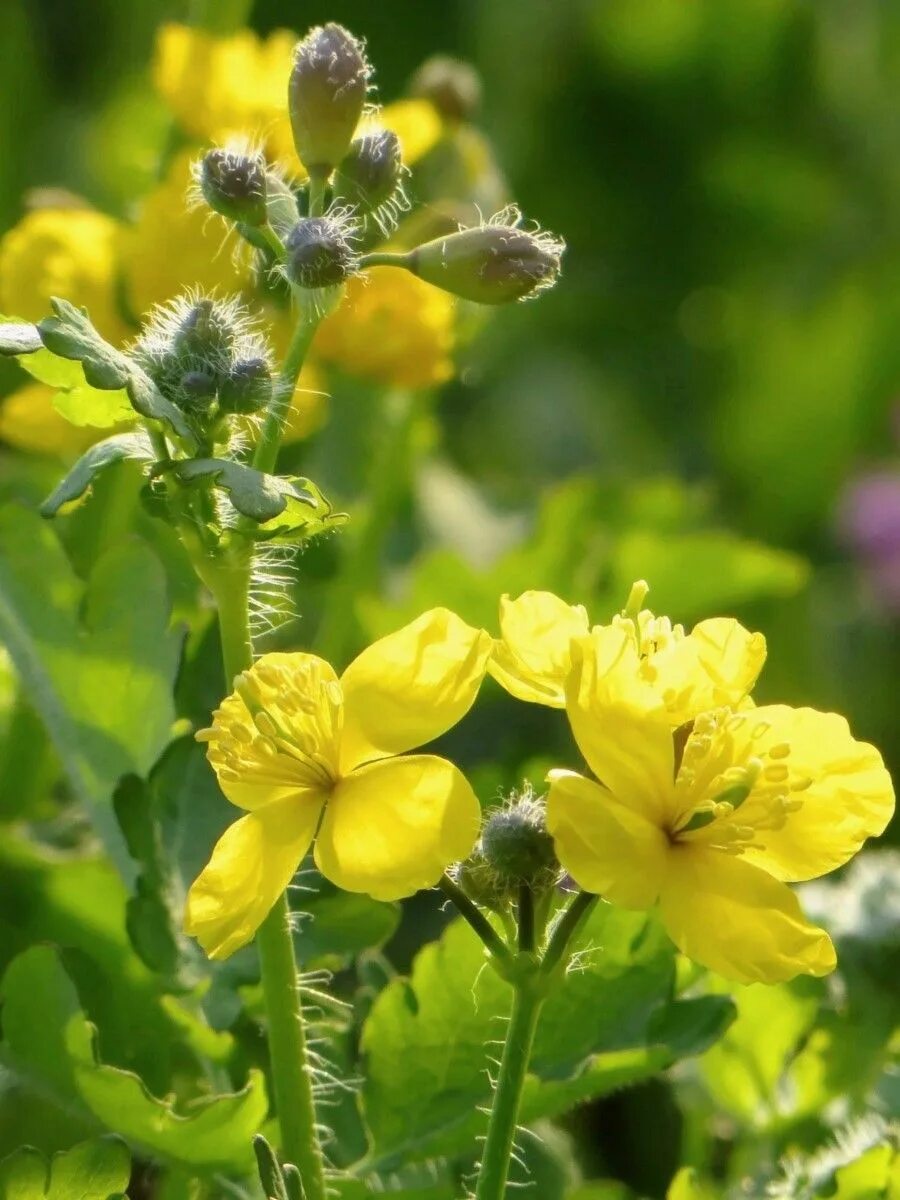 Chelidonium majus. Chelidonium majus l.. Chelidonium. Хелидониум (чистотел).. Chelidonium majus - Papaveraceae.