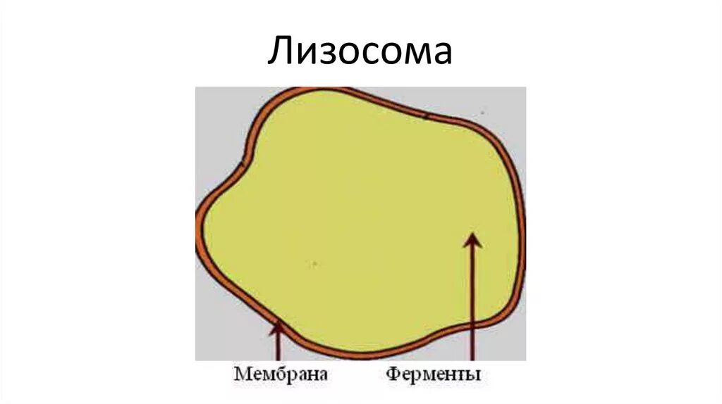 Структура лизосомы клетки. Лизосомы строение. Лизосомы строение рисунок. Лизосомы строение схематично. Схема лизосом