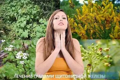 Гармалы и турбины щитовидной