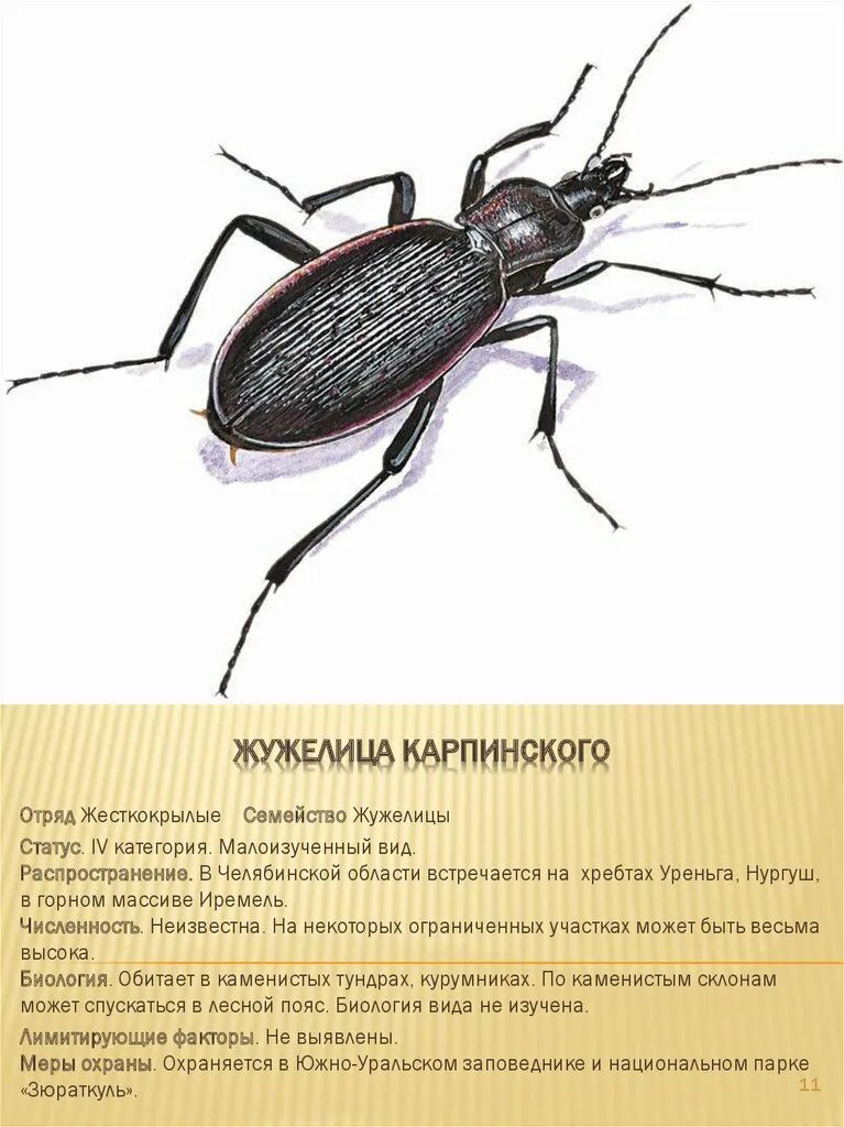 Какой тип развития характерен для жужелицы крымской. Жужелица Карпинского. Красная книга Челябинской области жужелица Карпинского. Жужелица обитает в почве. Жужелица описание.