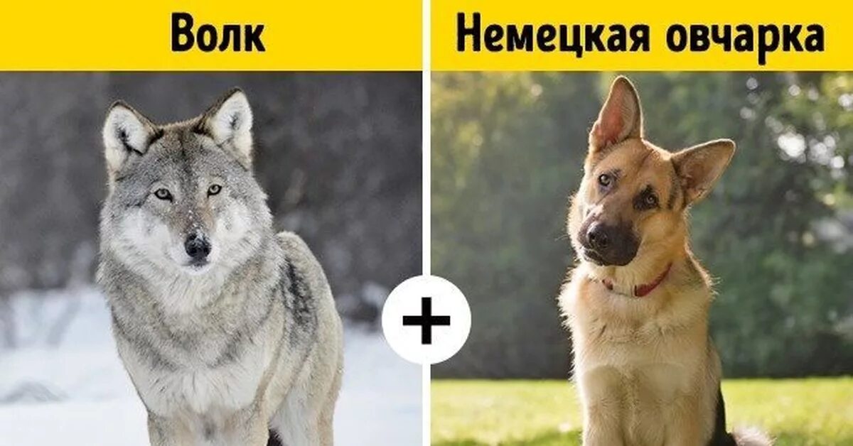 Волк и собака сравнение. Волк и собк5а. Немецкая овчарка и волк сравнение. Гибриды собак. Как отличить немецкую