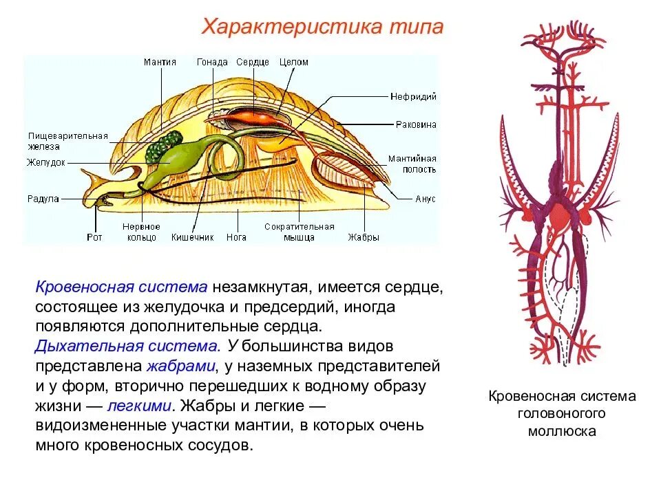 Какие органы дыхания характерны для наземных моллюсков. Тип кровеносной системы у моллюсков. Строение кровеносной системы моллюсков. Строение кровеносной системы головоногих моллюсков. Двустворчатые моллюски кровеносная система.