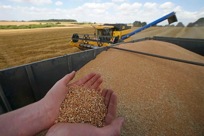 Экспорт зерна. Урожай зерна. Экспорт пшеницы. Запасы зерна.