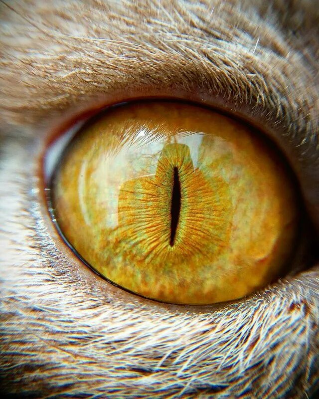 кошка с желтыми глазами. желтые зрачки. кошачий глаз. кошачий зрачок. желтые кошачьи глаза.