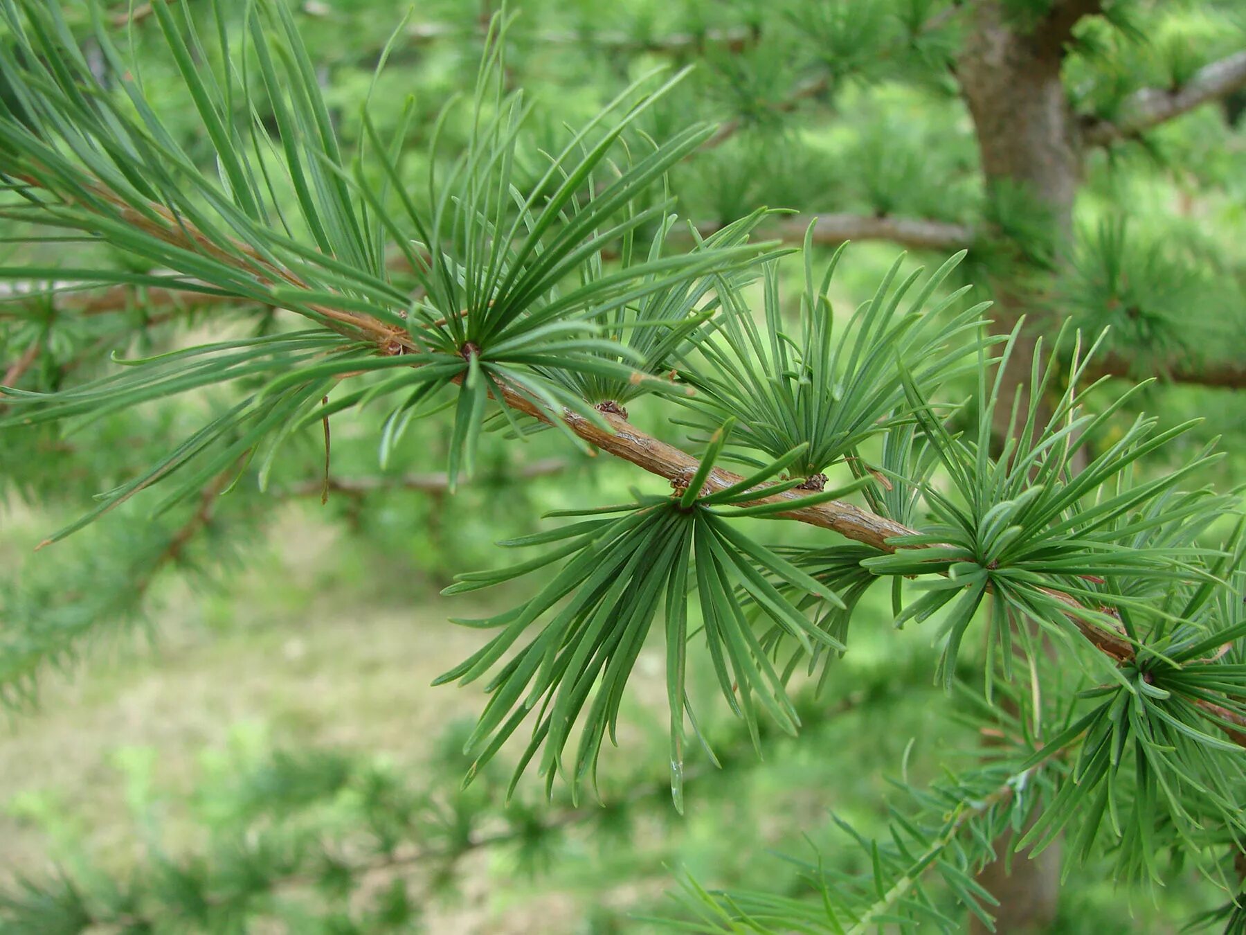 Лиственница европейская хвоинки. Лиственница европейская Larix decidua. Лиственница европейская Ларикс децидуа. Лиственница европейская Lárix decídua.