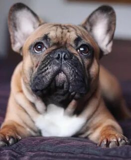 Frenchie, French Bulldog ❤ Szczeniaki Buldoga Francuskiego, Buldogi Francus...