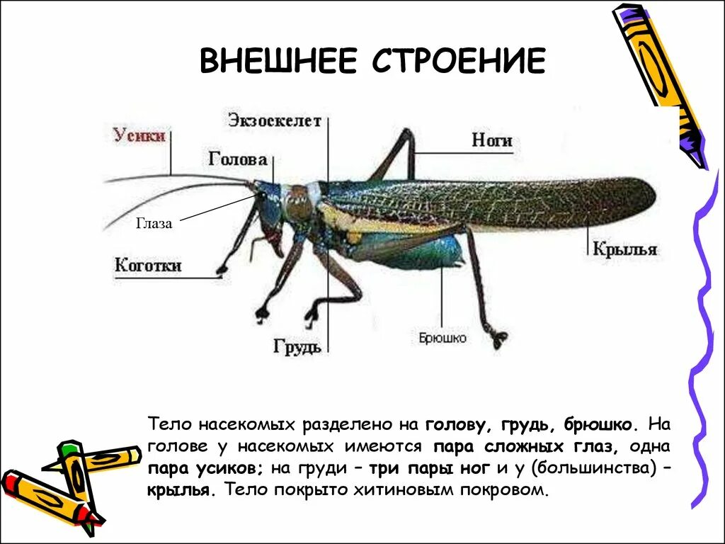 Три пары конечностей имеет