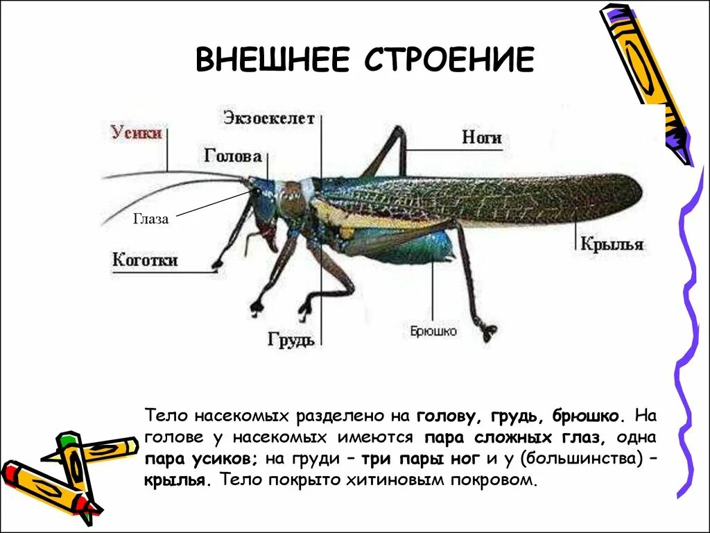 Строение богомола. Богомол насекомое строение. Внутреннее строение богомола. Строение тела насекомых. Внешнее строение насекомых.