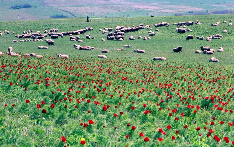 Дивное Ставропольский край. Дивное Апанасенковский район. Село Дивное Апанасенковского района Ставропольского края. Ставропольская степь Нефтекумье. Апанасенковский районный ставропольского края