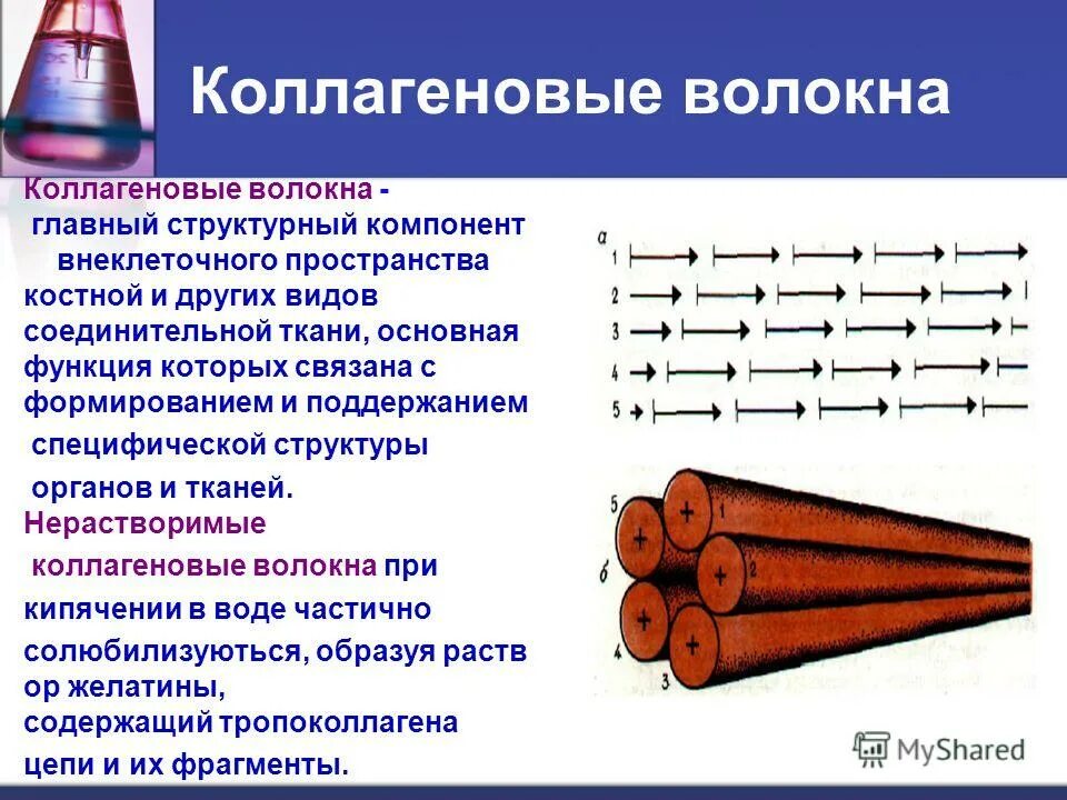 ретикулярные волокна соединительной ткани. функции коллагеновых волокон соединительной ткани. типы коллагеновых волокон. коллагеновые волокна соединительной ткани. плотная оформленная соединительная ткань с эластическими волокнами.
